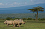 8-Day The Best of Kenya Wildlife Safari