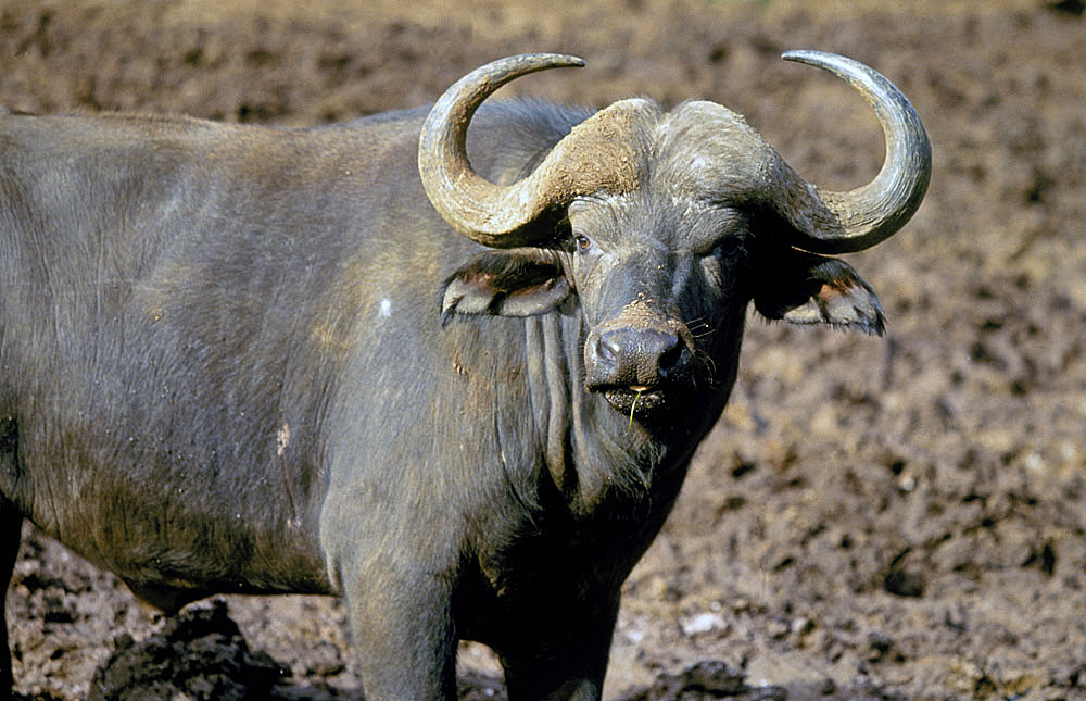 Aberdare National Park Travel Guide, Map & More!