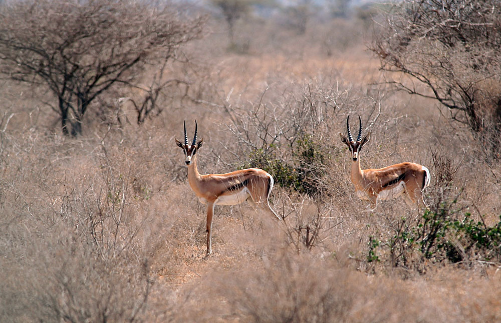 Kenya Dry Season Photos Award winning images & pictures!