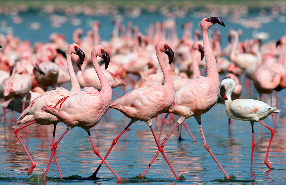 lake natron flamingo season