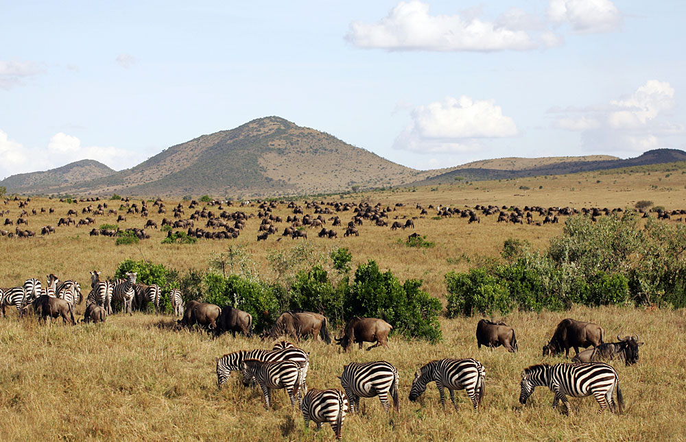 Kenya Safari 3 Day Masai Mara Migration 2017 Group Joining Safari   Masai Mara National Reserve 042 