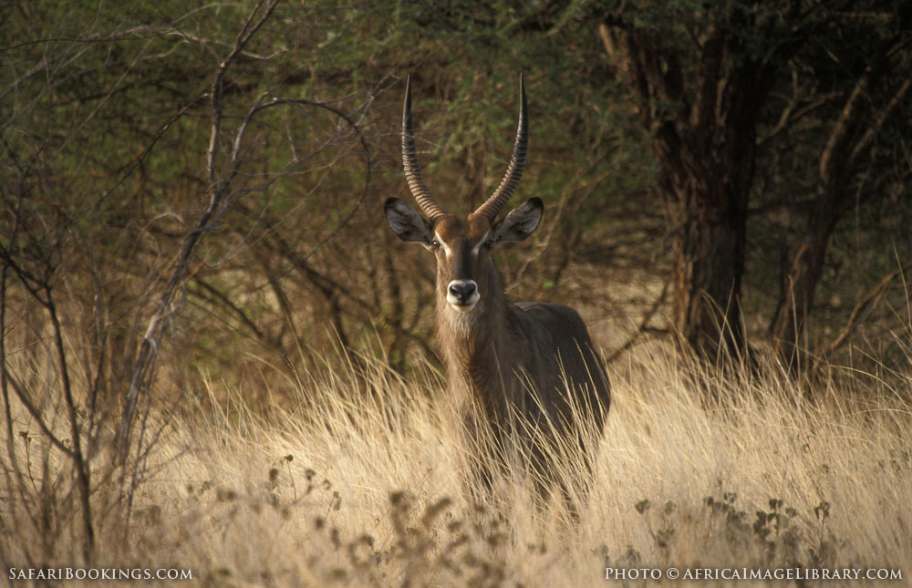 Meru NP Photos – Images & Pictures