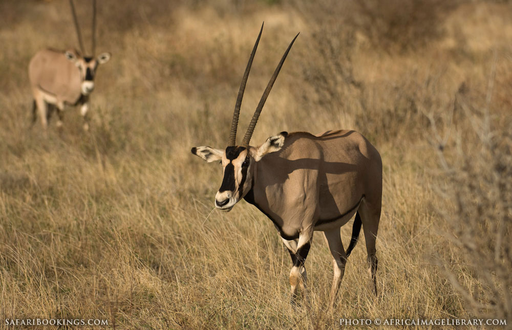 Samburu National Reserve – Travel Guide, Map & More!