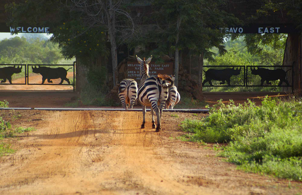 Tsavo East National Park – Travel Guide, Map & More!