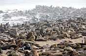 11-Day Classic Kenya Safari and Beach Experience