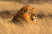 3-Day Etosha Explorer Namibia Safari