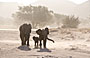 5-Day In Search of the Desert Adapted Elephant