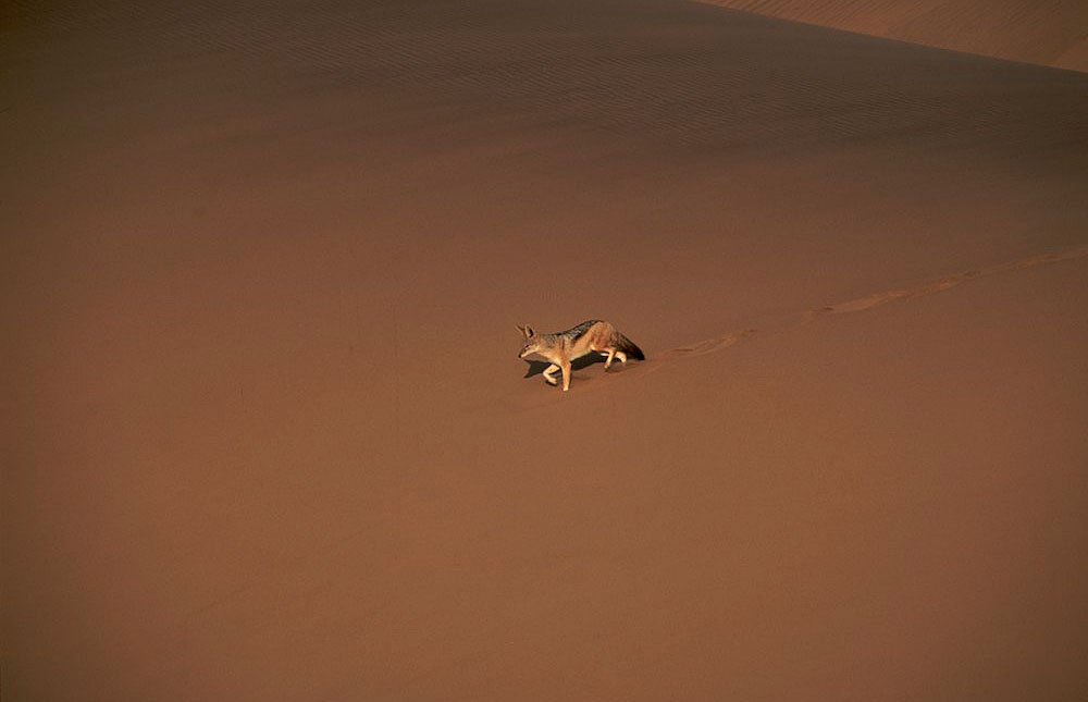 Namib-Naukluft NP Wildlife Photos – Images & Pictures