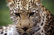 13-Day Namibia Wildlife Safari