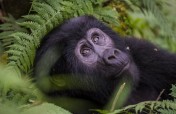 3-Day Gorilla Tracking & Lake Mutanda Tour