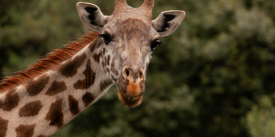 4-Day Private Safari in Arusha & Ngorongoro