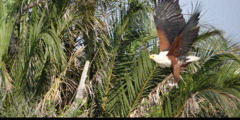 1-Day Big 5 Safari to Hluhluwe Imfolozi Game Reserve