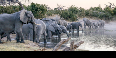 1-Day Chobe National Park Return Livingstone/Vic Falls