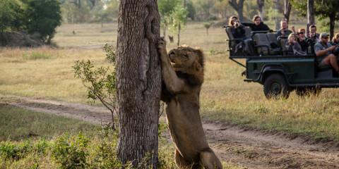 5-Day Private Kruger Safari and Luxury Lodge Experience