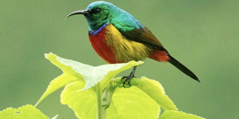14-Day Birding Albertine Endemics Rwanda-Uganda (2 Weeks)