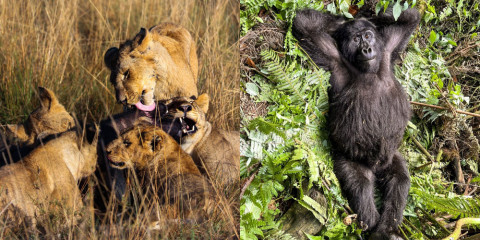 10-Day Kenya Masai Mara, Uganda Gorilla Trekking & Rwanda