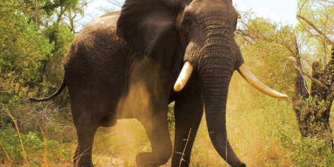 4-Day Tembe Elephant Park Safari