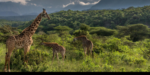 5-Day Tarangire, Serengeti, Ngorongoro, Arusha & Manyara