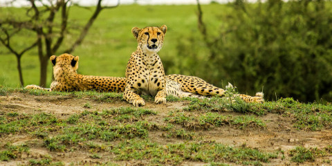 10-Day Cheetahs and Termite Mounds