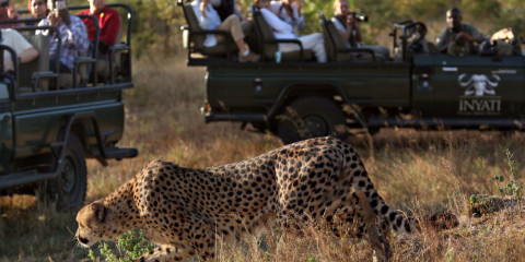 1-Day Private Kruger Safari Drive from Hoedspruit