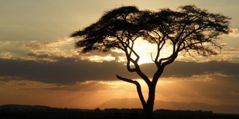 6-Day Kenya and Tanzania Highlight Safari