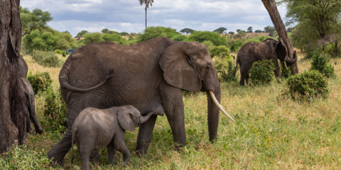 5-Day Game Drive & Bush Walk in Tarangire & Ngorongoro