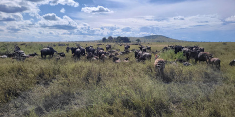 3-Day Fly in All Inclusive Great Migration Safari