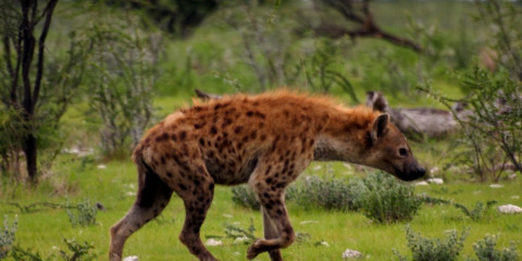 10-Day Best of Namibia Lodge Safari