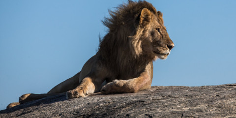 8-Day Northern Parks Glamping Safari