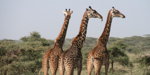 6-Day Drive & Fly Back Safari Serengeti - (312B)