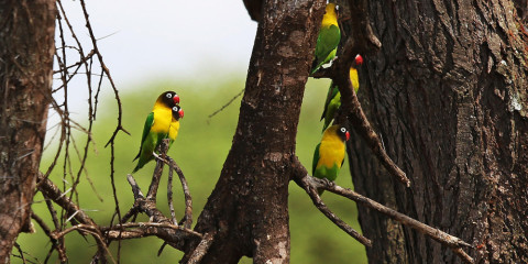 4-Day Fly-in Serengeti & Ngorongoro Glamping Safari