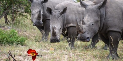 3-Day Kruger National Park Tour - Stay Inside Kruger