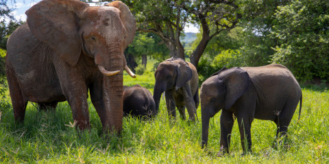 9-Day Tanzanian Elephants to Flamingos Tented