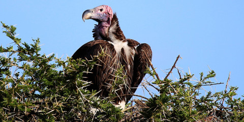 11-Day Full Northern Circuit Glamping