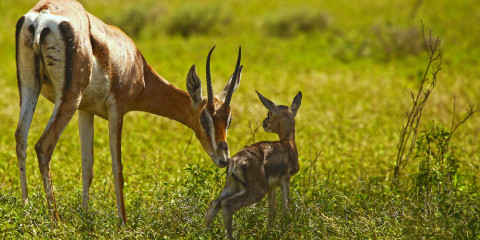 5-Day Classic Drive Safari Cats, Calves & Crater Comfort