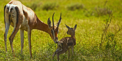 11-Day Complete Africa Tented Safari