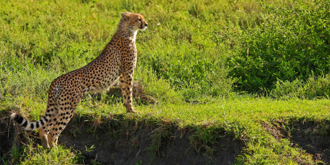 11-Day Unveiling Tanzania's Natural Wonders Glamping