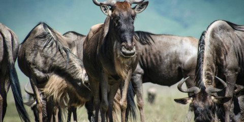 11-Day The Classics Tented Safari