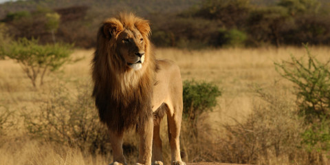 6-Day Drive & Fly Back Safari Serengeti - (311B)