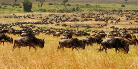 11-Day Complete Africa Glamping Safari