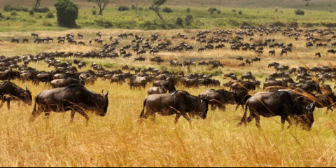 9-Day Migration Roundtrip Safari Comfort