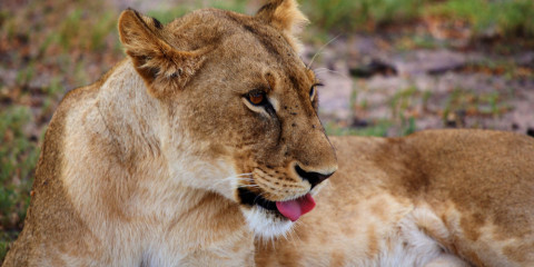 7-Day Northern Parks Glamping Safari