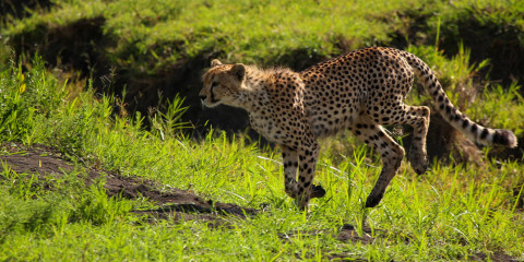 11-Day Unveiling Tanzania's Natural Wonders Tented