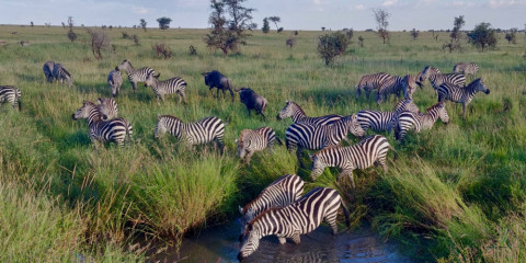 safari tanzanie chasse