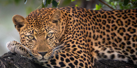 4-Day Best of Kruger Deluxe Safari