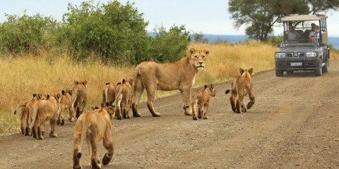 4-Day Kruger Park Safari with Wild Wings