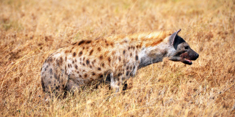 4-Day Tanzania Secrets Lodge Safari