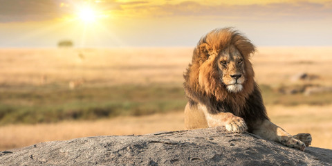 9-Day Fly-in Wildlife Paradise Comfort Journey