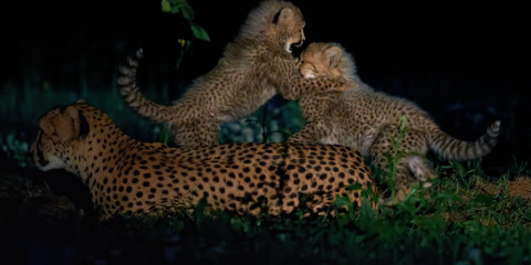 3-Day Fly-in Wilderness Journey Luxury Safari