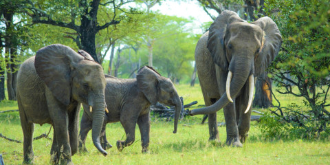 11-Day The Classics Glamping Safari